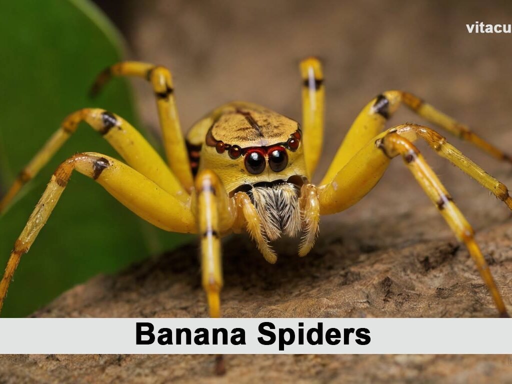 Banana-Spiders