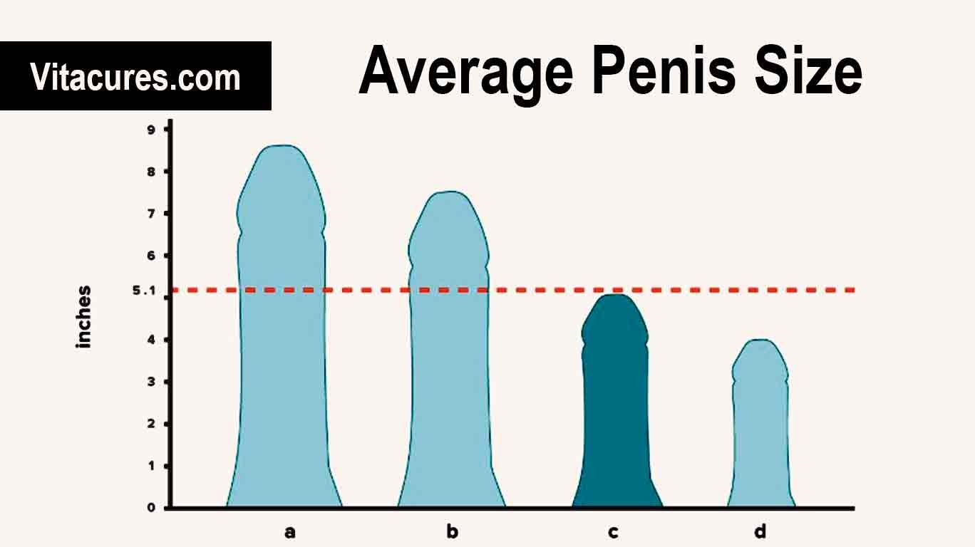 Average Penis Size